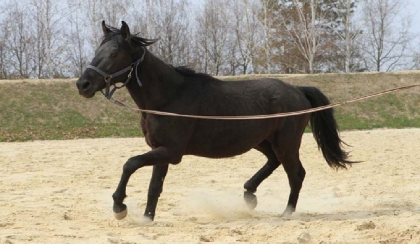 «Карачаевская лошадь»